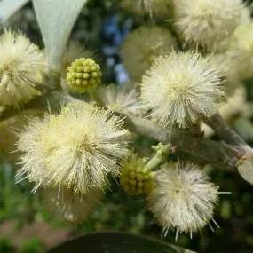 Acacia melanoxylon