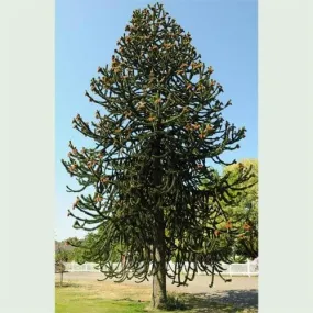 Araucaria araucana - Monkey Puzzle